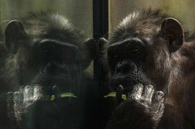 Estudo demonstra que chimpanzés têm percepção muito pessoal do ritmo