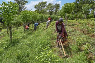 Projeto do governo federal profissionaliza 20 agricultoras  do Descoberto e Paranoá  