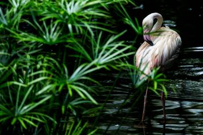 Duas onças pintadas entram em parque e matam 172 flamingos 