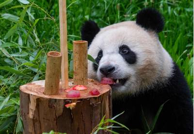 Descoberta de fósseis resolve o mistério de como os pandas se tornaram herbívoros