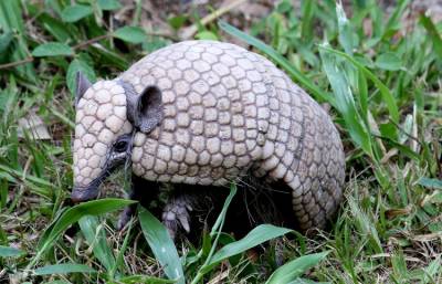 Animais do Cerrado mais ameaçados pela perda do bioma, diz estudo