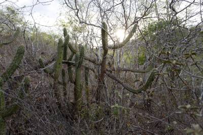 Provocada pela agropecuária, desertificação avança na Caatinga