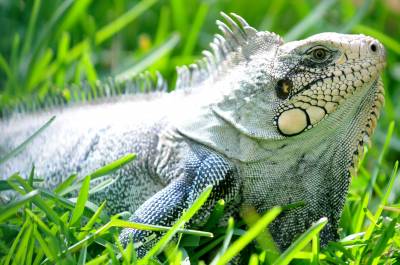 Não alimentem as iguanas! Pode causar diabetes, alertam pesquisadores