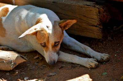 Maus-tratos: mais de 150 animais são resgatados de imóvel abandonado em Brazlândia 