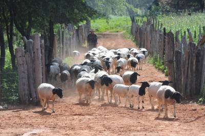 Criação de gado é o maior causador da emissão de gases em 67% dos municípios