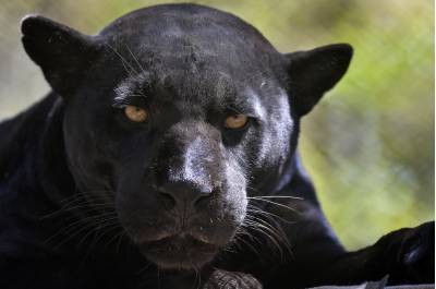 Até a exótica onça preta já foi avistada na região, rica em biodiversidade