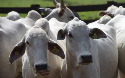 Vaca louca segura exportação de carne no primeiro semestre