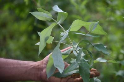 DF tem 11 medicamentos fitoterápicos disponíveis na rede pública